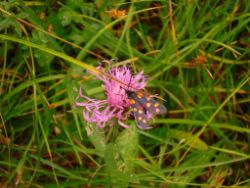 2013-08-25_Risserkogel (031).JPG